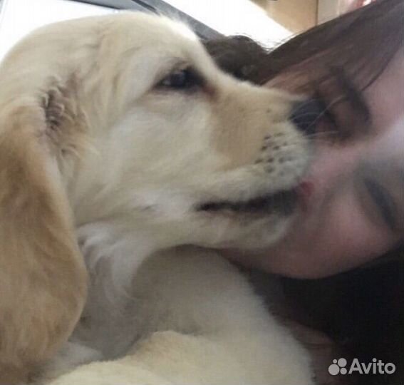 Передержка животных