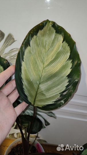 Очень много красивых цветов