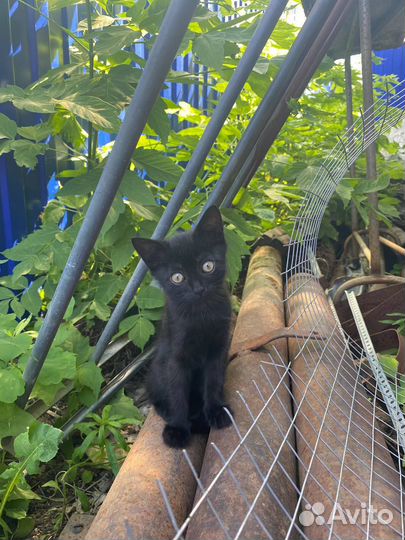 Кошка в дар бесплатно