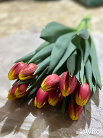 Тюльпаны к 8 марта