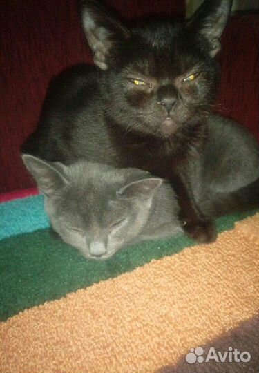 Красивые Кошки в добрые руки