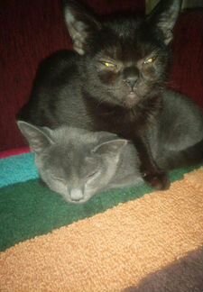 Красивые Кошки в добрые руки