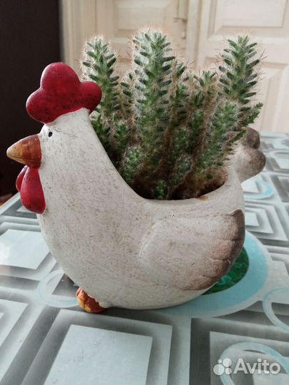 Кактус в кашпо