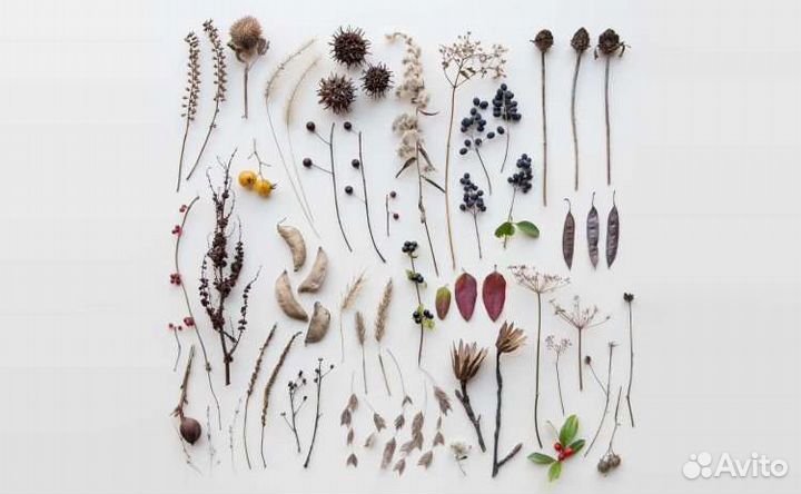 Оформление гербариев