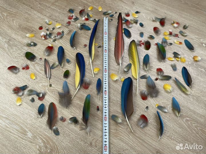 Перья крупного попугая. Лот #