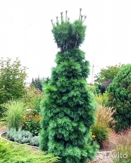 Сосна Шверина Вит хорс