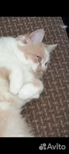 Вязка кошек бесплатно