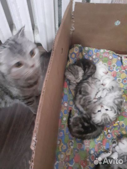 Шотландский прямоухий кот