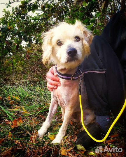 Арчи ищет дом