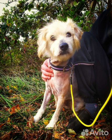 Арчи ищет дом