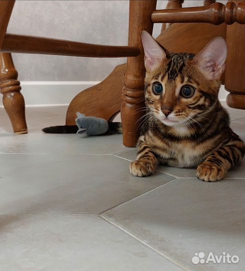 Бенгальские котята