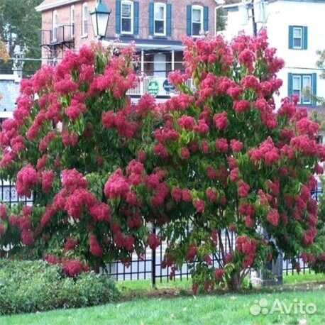 Гептакодиум - редкость для сада