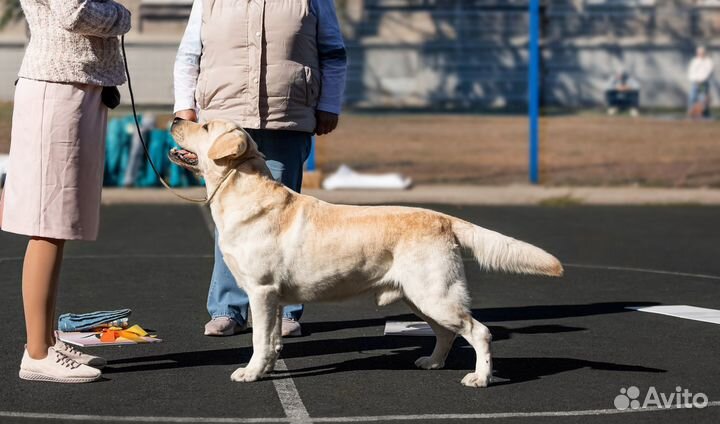 Вязка. Лабрадор