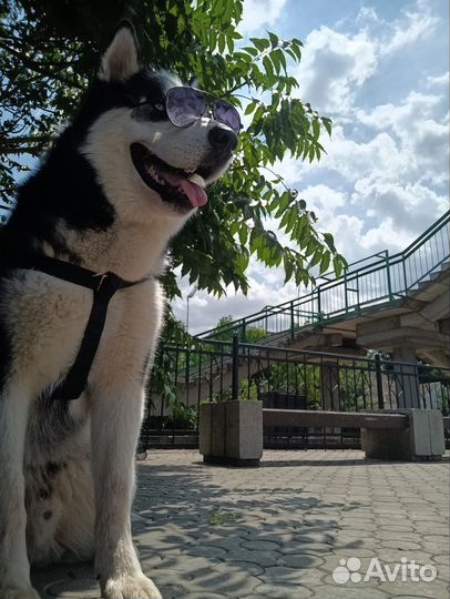 Сибирский хаски