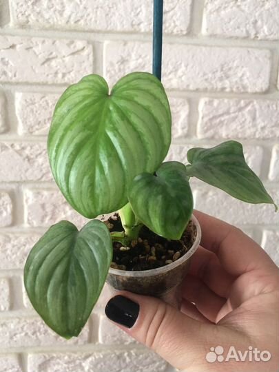 Филодендрон Мамей, сциндапсус