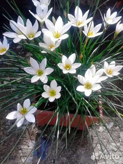 Зефирантес