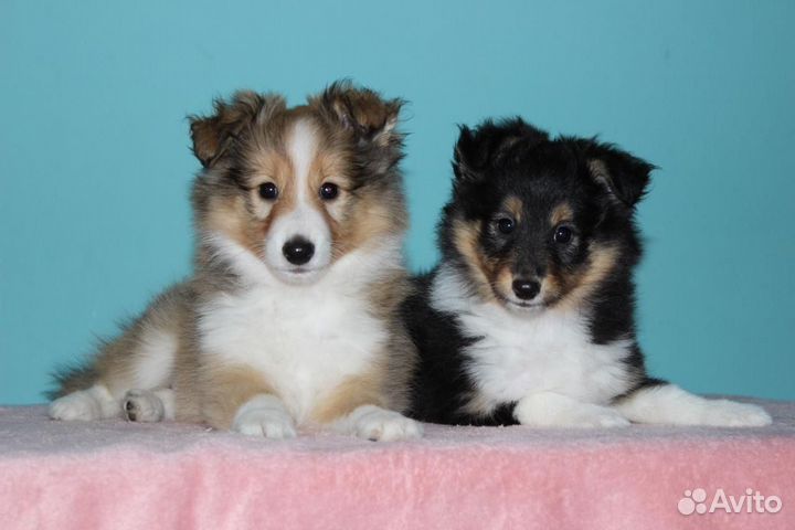 Щенки шелти