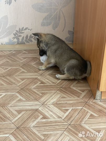 Щенок