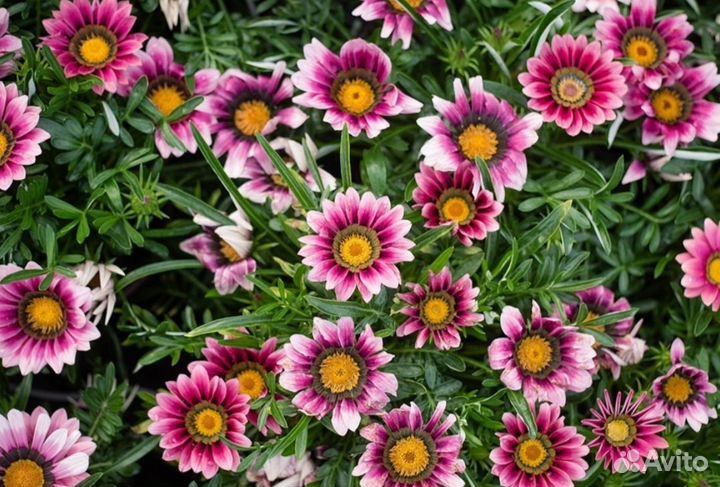 Рассада гацания