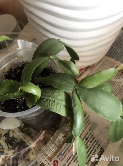 Цветок декабрист