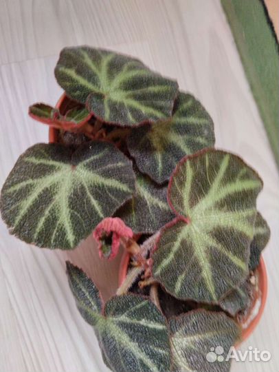 Комнатные растения. См профиль много раст