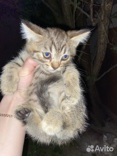 Котята в добрые руки бесплатно