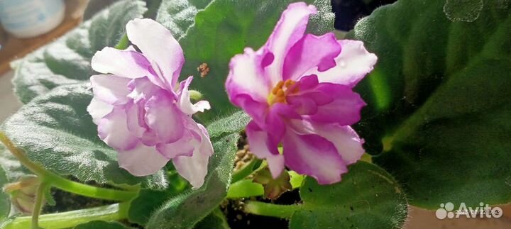 Фиалка (сенполия)