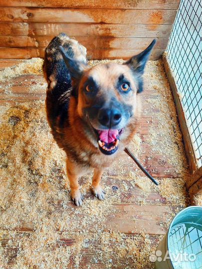 Собака не должна умереть в приюте