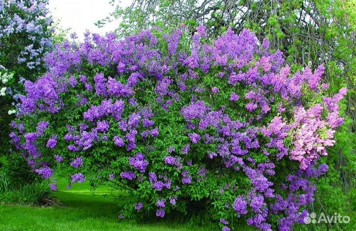 Сирень в ассортименте