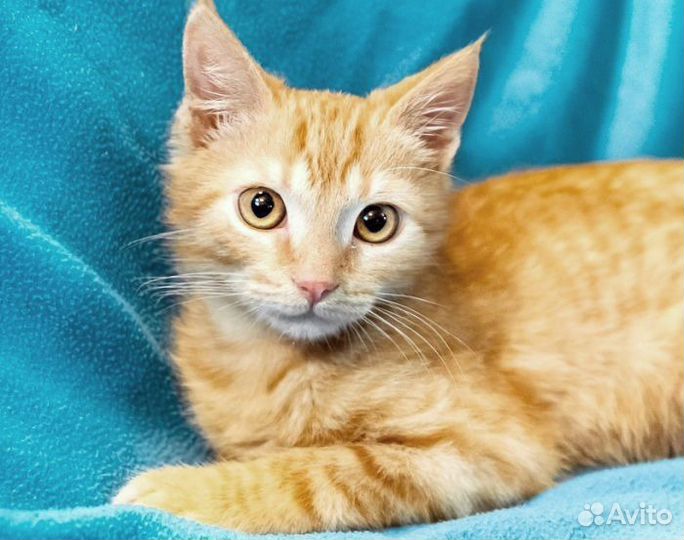 Апельсин - ласковый рыжий мальчик -3мес. ищет дом