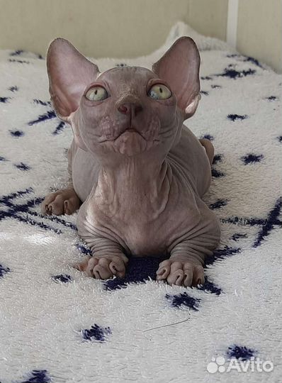 Очаровашка