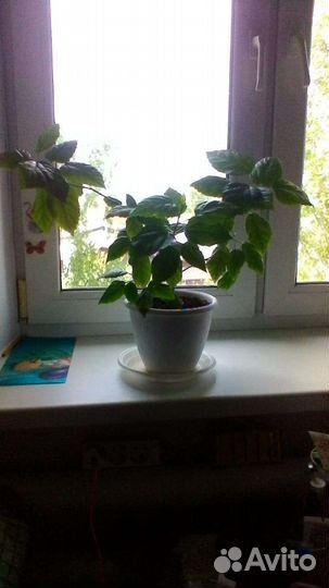 Гибискус китайская роза