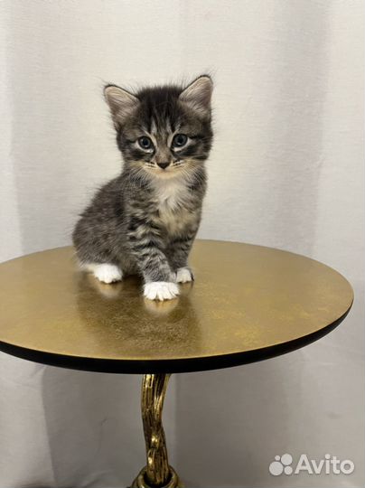 Котенок девочка