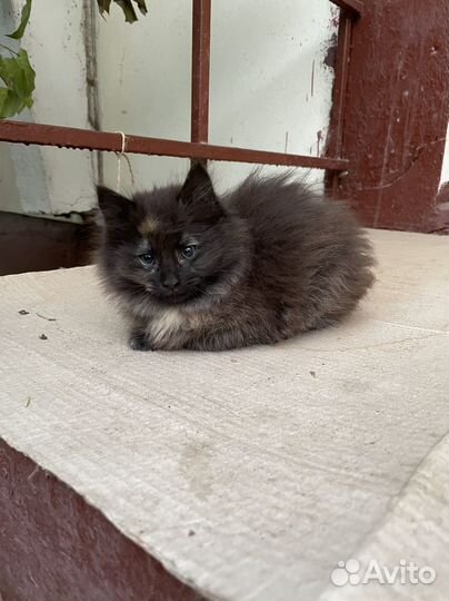 Сибирская кошка