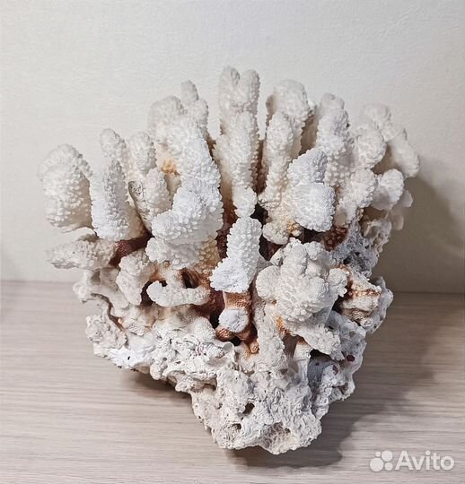 Коралл морской