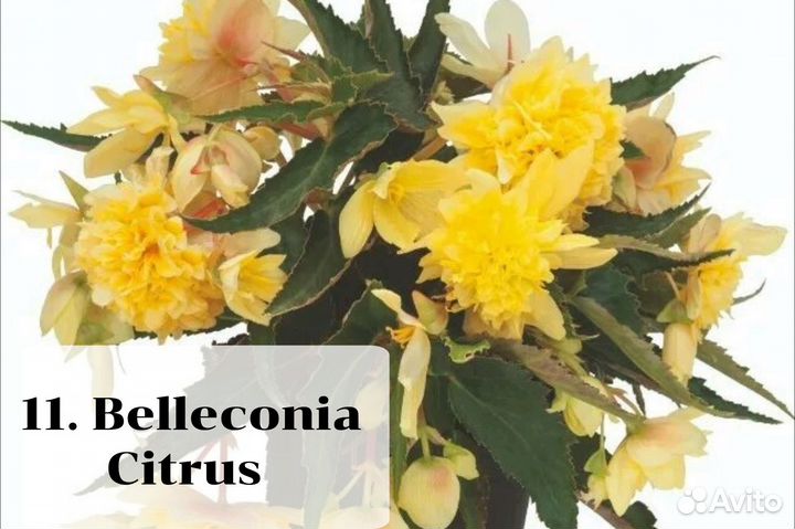 Бегония вегетативная