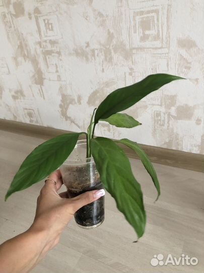 Спатифиллум