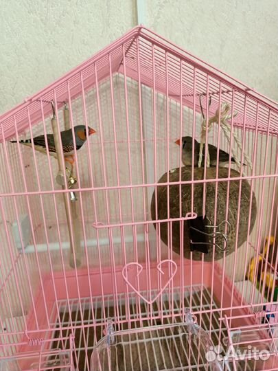 Зебровые амадины