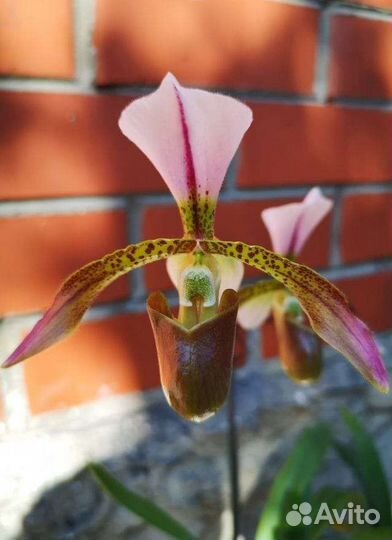 Орхидея Paphiopedilum Haynaldianum*spicerianum