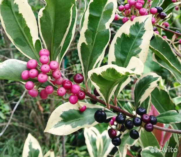 Комнатные цветы растение ардизия вариегатная