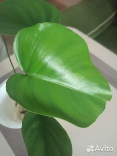 Комнатные цветы антуриум