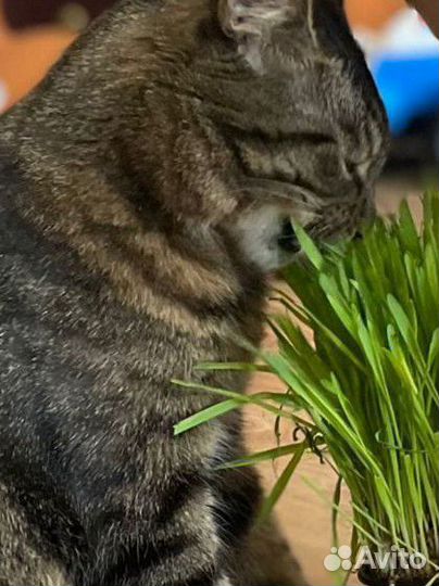 Трава для кошек