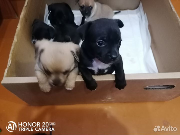 Щенки чихуахуа