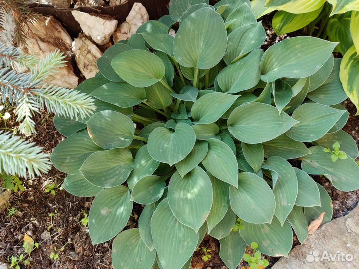 Хоста карликовая и обычная