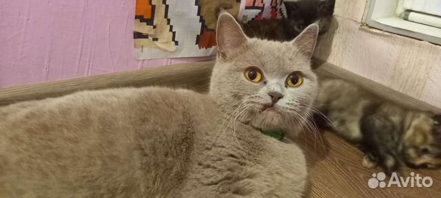 Котята и кошка-мышеловка