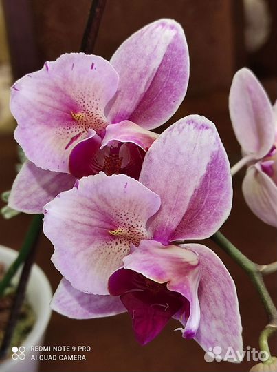 Орхидея фаленопсис бабочка Пинк Бьюти