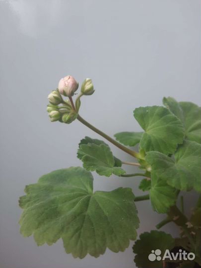 Герани и пеларгонии