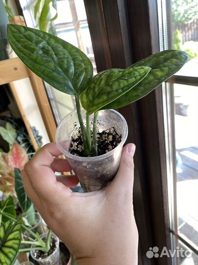 Монстера Карстенианум, Сциндапсус Мунлайт