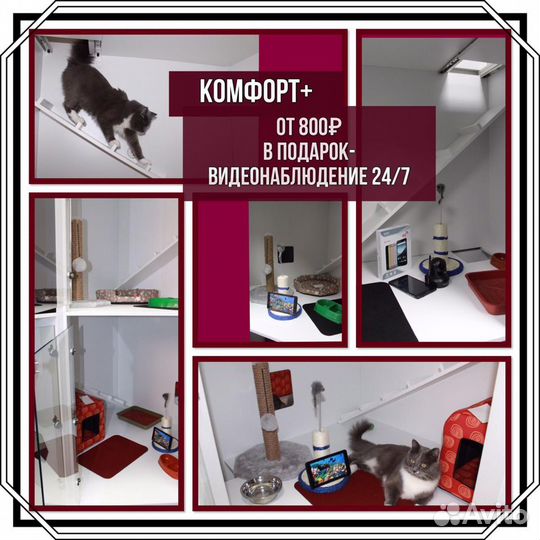 Зоогостиница, Передержка, Гостиница для кошек