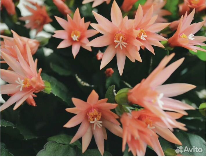 Рипсалидопсис